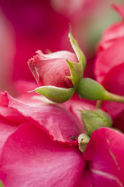 Rosas en plena floración — Foto de Stock