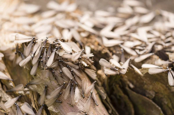 Winged individuals of termite — Stock Photo, Image