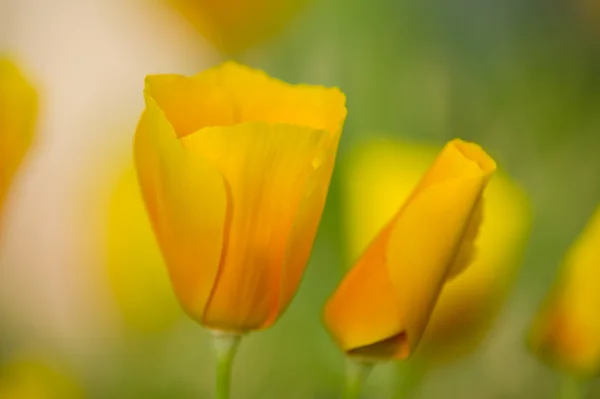 Gelbe Mohnblumen — Stockfoto