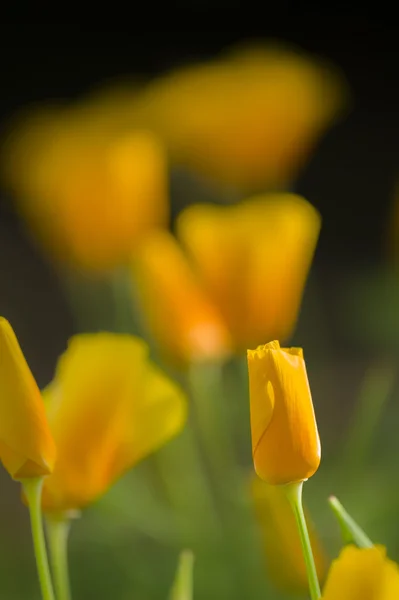 Gelbe Mohnblumen — Stockfoto