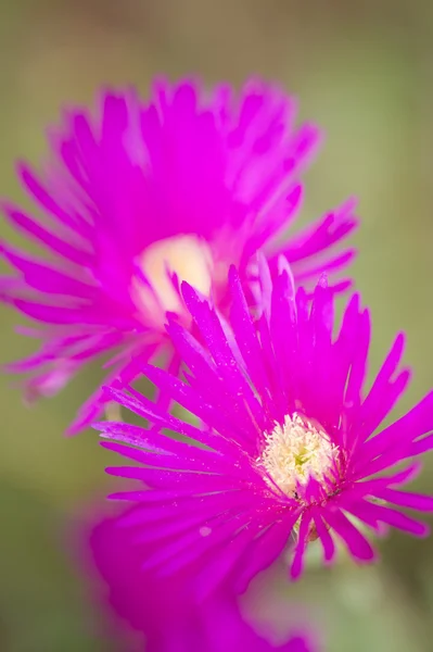 多肉植物のピンクの花 — ストック写真