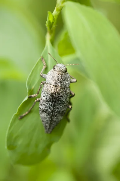 Gray insect coleptoron — Stock Photo, Image