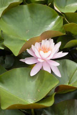 Nilüfer çiçekleri