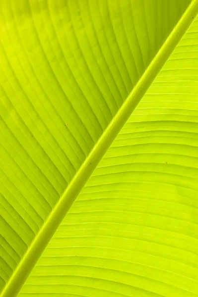 Banana leaf — Stockfoto