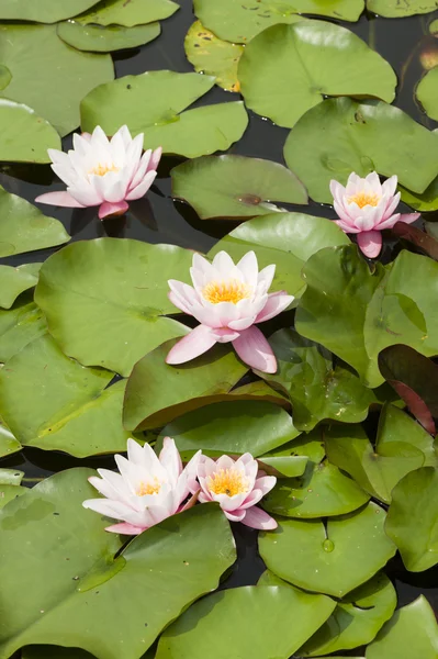 Water lily bloemen — Stockfoto