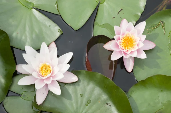 Kwiaty lilii wodnej — Zdjęcie stockowe