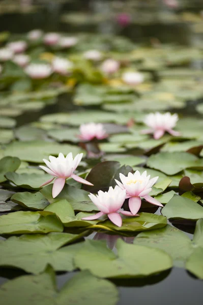 Water lily bloemen — Stockfoto