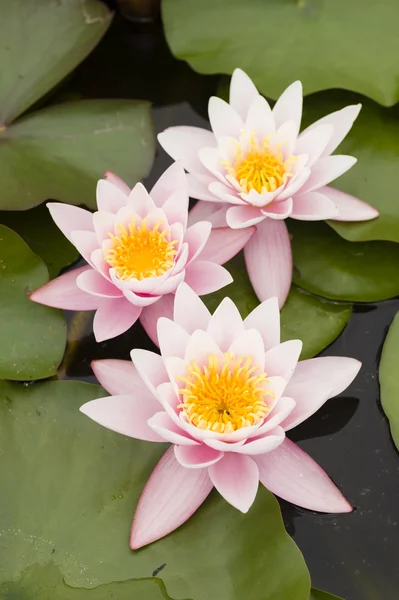 Water lily bloemen — Stockfoto