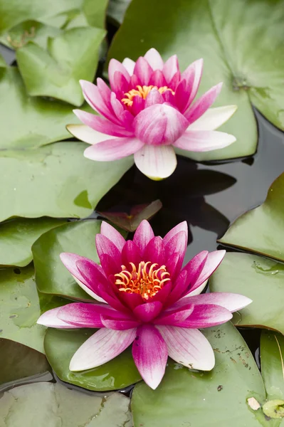 Květiny Vodní lilie — Stock fotografie