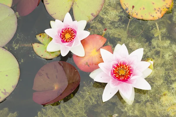 Flores de lírio de água — Fotografia de Stock