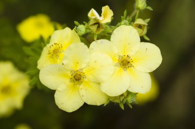 Potentilla sarı çiçek