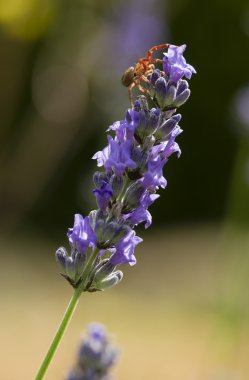 Yengeç örümcek çiçek