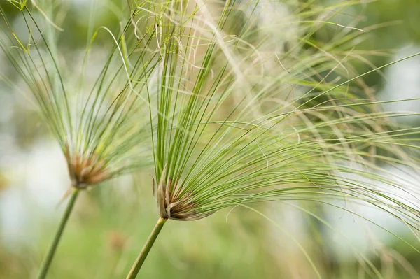 Paper reed plant — Stock Photo, Image