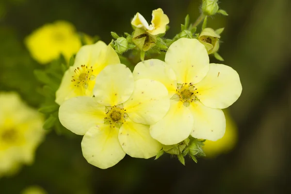 Potentilla yellow flowers — Stock Photo, Image