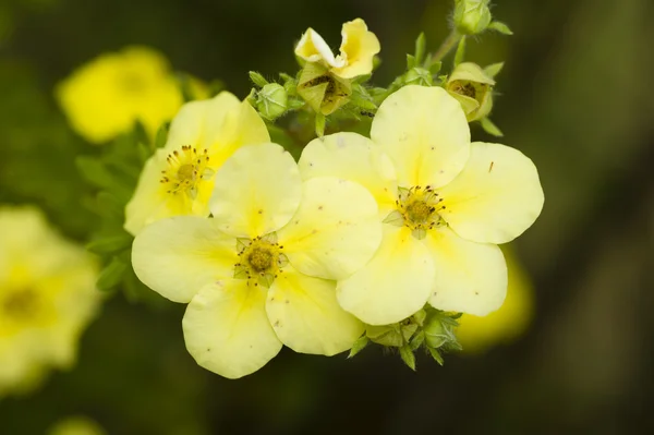 Potentilla sarı çiçek