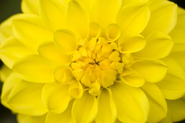 달리아 노란 꽃 — 스톡 사진