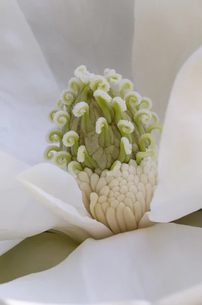 Magnolia grandiflora flower detail — Stock Photo, Image
