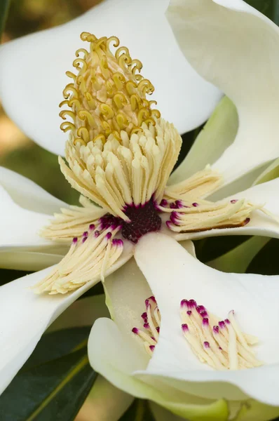 Magnolia grandiflora λουλούδι λεπτομέρεια — Φωτογραφία Αρχείου