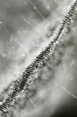 çiy damlaları spiderweb üzerinde ben