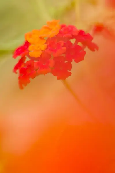 Detalhe de botões de flores vermelhas Lantana — Fotografia de Stock