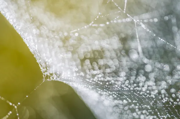 Dew drops on spiderweb i — Stock Photo, Image