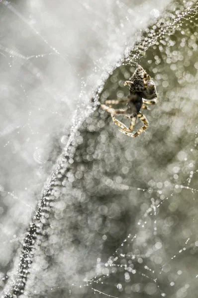 Dauw druppels op spiderweb ik — Stockfoto