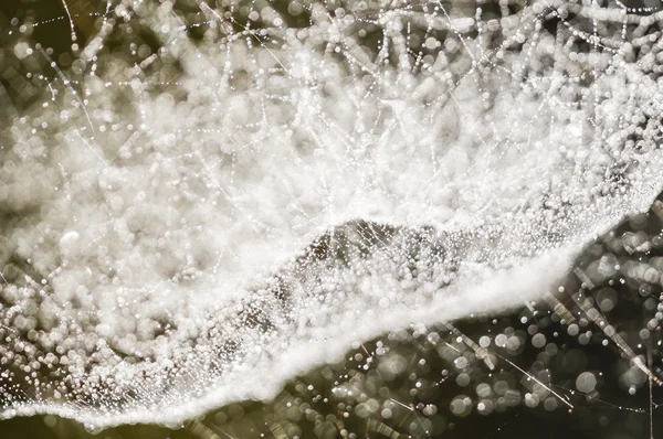 Dew drops on spiderweb i — Stock Photo, Image