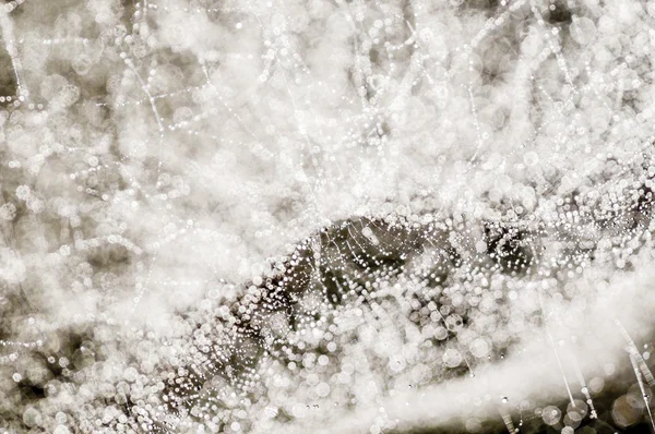 露が低下にクモの巣 — ストック写真