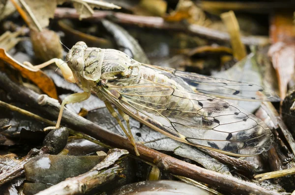 Insetto cicala — Foto Stock