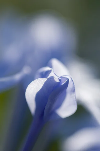 Цветочный бутон Plumbago auriculata — стоковое фото