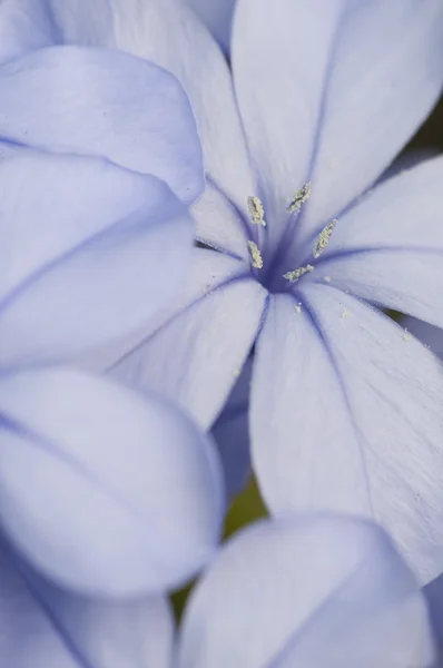 Цветочный бутон Plumbago auriculata — стоковое фото