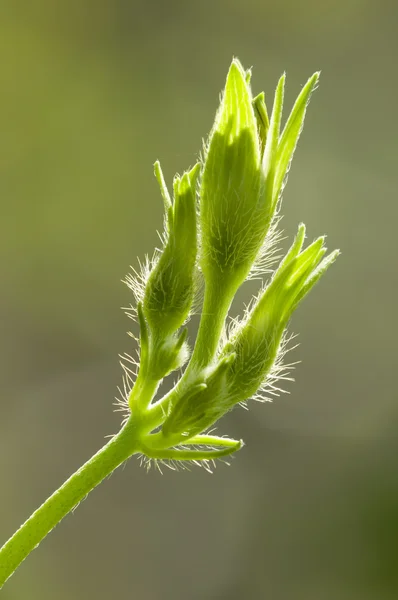 髪を緑の芽 — ストック写真