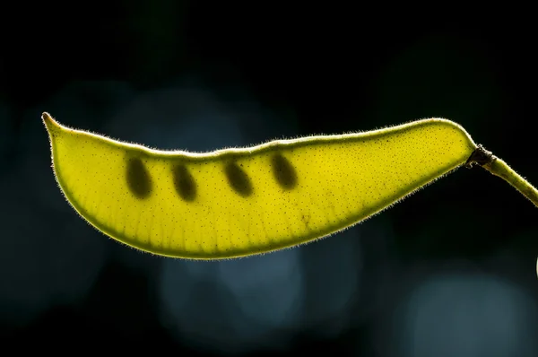 Cápsula de sementes em luz de fundo — Fotografia de Stock
