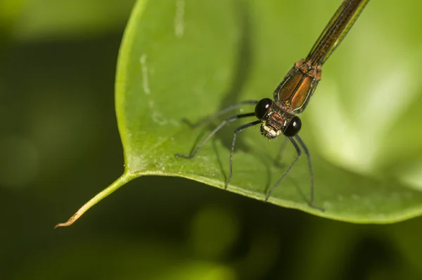 Calopterix-Weibchen — Stockfoto