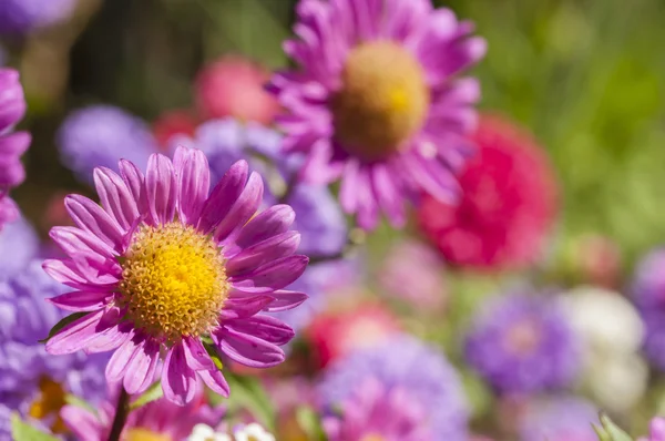 Coloridas flores de jardín —  Fotos de Stock