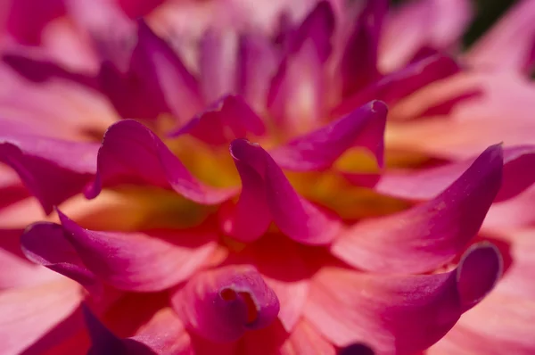 Pétales de fleur de dahlia ornementale — Photo