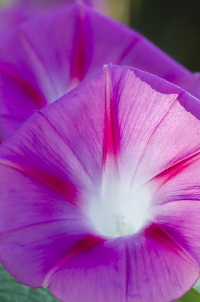 Purple flowers of Ipomea — Stock Photo, Image