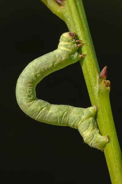 Groene Geometridae, de spanners caterpillar — Stockfoto