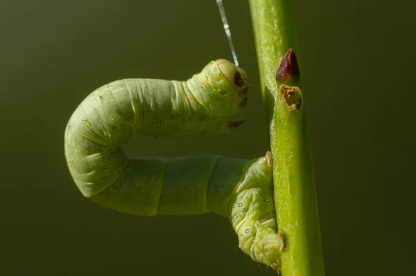 Bruco dei Geometridae verdi — Foto Stock