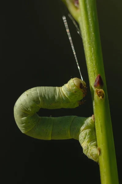 녹색 Geometridae 애벌레 — 스톡 사진