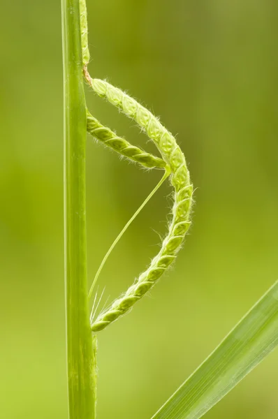 Green seed spike resambling caterpillar — Stock Photo, Image