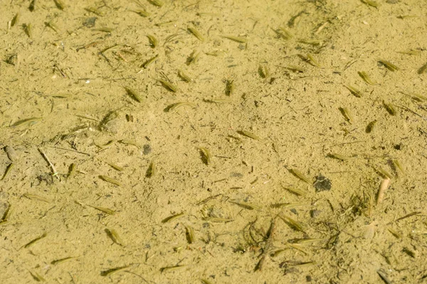Mosquitofishes camouflaging against pond bottom — Stock Photo, Image