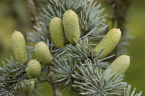 Coniferous tree pinecones — Stock Photo, Image