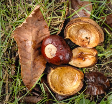 Atkestanesi hippocastanum ağacı