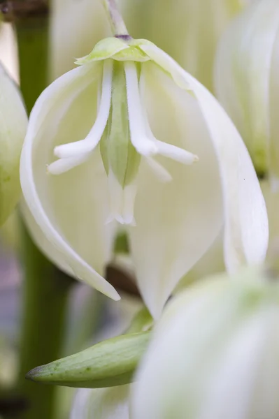 Yucca plant flower — Stock Photo, Image