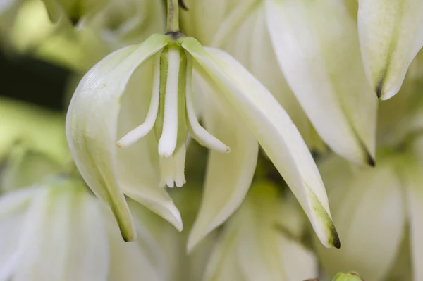 Yucca plant flower — Stock Photo, Image