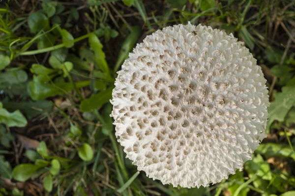 鹅膏菌 vittadinii 蘑菇 — 图库照片