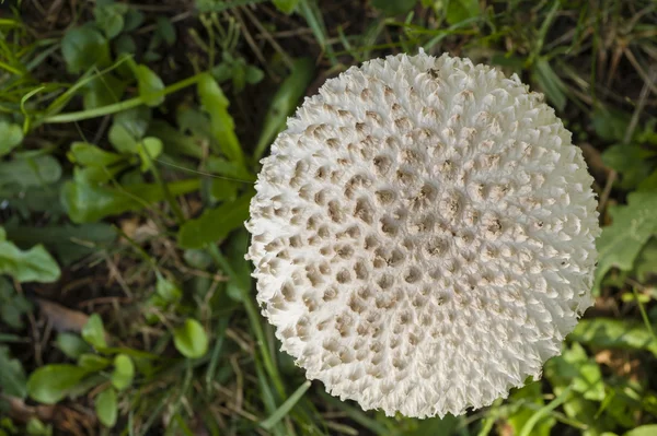 Fungo di Amanita vittadinii — Foto Stock