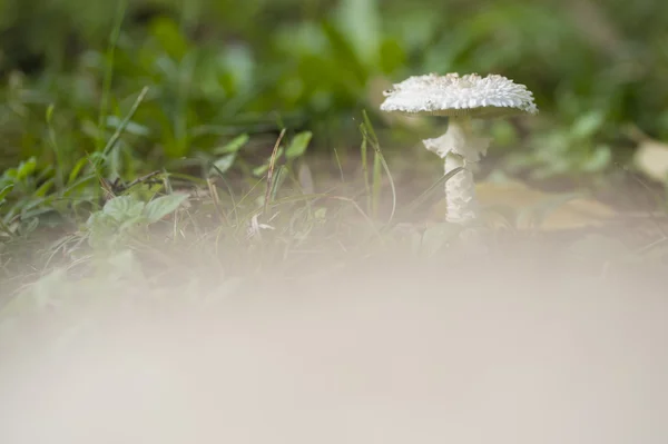 Cogumelo Amanita vittadinii — Fotografia de Stock
