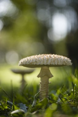 Amanita vittadinii mantar